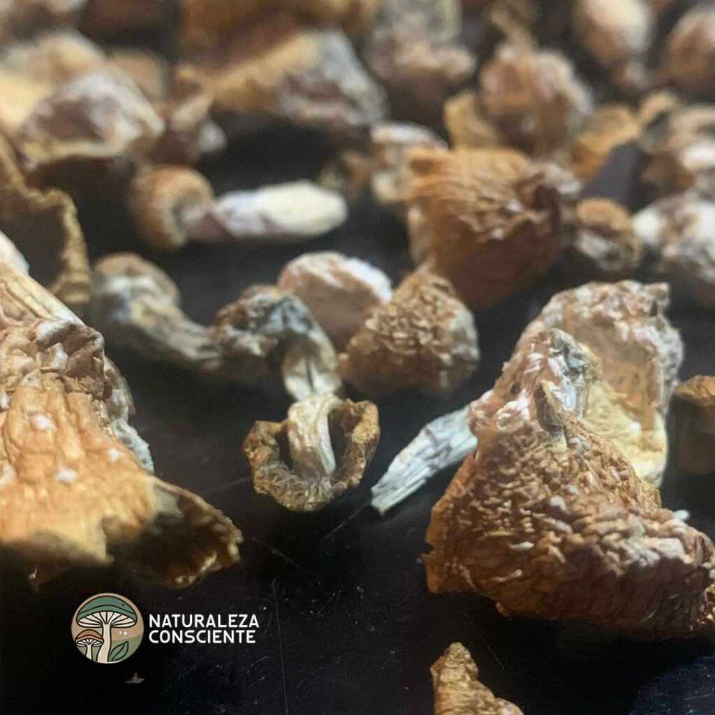 Thai Pink Buffalo